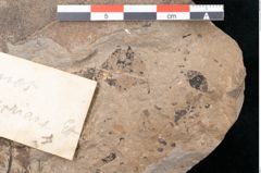 Foto (Detailansicht) von Diospyros sagoriana Ettingshausen (NHMW-GEO-2024-0188-8016)
